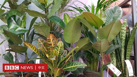 養什麼|人與自然：室內綠植為何有助於改善身心健康與生活環。